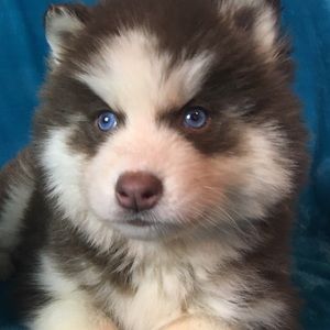 Meet your Posher, Mary